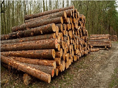 سرمایه گذاری در صنعت چوب